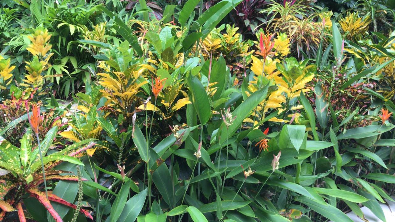 Flor De Paraiso Bungalows Montezuma Zewnętrze zdjęcie